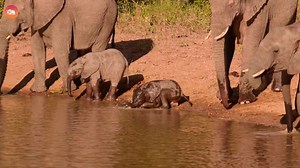 3K views · 67 reactions | Baby Elephants’ First Splash! . . Credits- Cute Tings . . .#babyelephants #firsttimemom #WildlifeMagic #elephantlove #AnimalAntics #cutebabies #naturemoments #animalkingdom #adorableanimals #wildlifephotography #safariscenes #WildlifeEncounters #viralvideochallenge #mustsee #elephants #naturelovers | Animals Around The Globe | Facebook