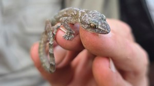 'Lost' gecko species found again after 34 years