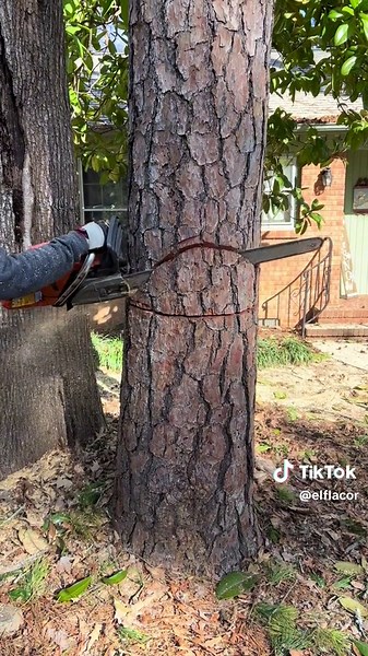 Expert Tree Removal Services in Charlotte | Rubio Tree Service
