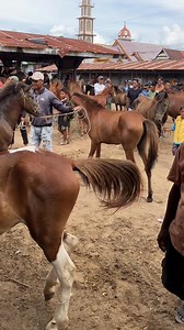 The horse market offers various types and breeds of horses ready to be selected according to different needs. From smaller to larger horses, there are diverse options available for horse enthusiasts, riders, and traders. #HorseMarket #HorseTrading #VariousHorseBreeds #ChooseYourHorse | Qaren Farkha