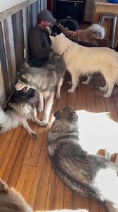 12K views · 1.3K reactions | Pack life  | Jasper Blues Siberians | Facebook