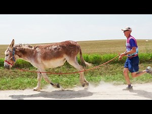 Wisconsin Life | Burro Racing