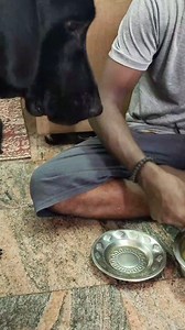 38K views · 10K reactions | Appa chellam朗ana amma ponnu殺 . . . . . #trendingreels #appaponnu #daddaughter #daughterlove #dogfriendly #petlovers #instadaily #instalike #instagram #labradorretriever #lablove #labpuppy #puppy | blackypapa_lab | Facebook