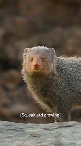 See you on 22nd April #Tiger Disney+ Hotstar #Disneynature #PriyankaChopraJonas | Bollywood Reporter | Facebook