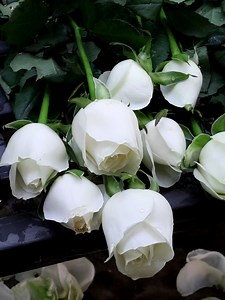 6.9K views · 3.7K reactions | Rose bouquets | Roses | Facebook