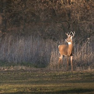 Finally, the chase is on, and we're about 20' up in a tree ready for an ambush. 📷: RAISED HUNTING #UAHunt #WhitetailHunting #GiantBuck #TheRut #Bowhunting #Archery | Under Armour Outdoor