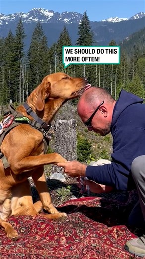 The perfect distraction 🍯 | Furry Tails