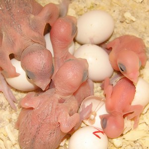 8.7K views · 35 reactions | I rarely visit the old barn behind my...