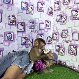 Big boy want eat Cady | Tom & Jerry Family