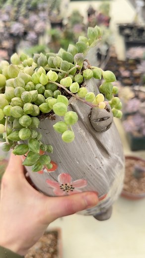 String of pearls variegated 💛💚#everyoneactive# succulent | Noona succulent