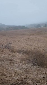 Coyote on his morning rounds in Rancho Sierra Vista. #Coyote #santamonicamountains #conejovalley | Conejo Valley Guide