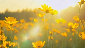 background yellow flowers flower nature garden spring floral plant pattern summer blossom flora blowball daisy bloom colours seamless beauty chrysanthemum vector gardening macro texture design