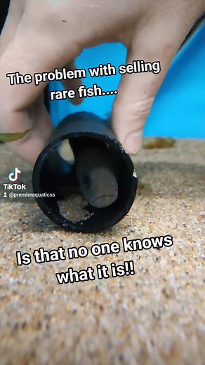 Papyrocranus afer is one of the rarer tankbusters that we currently have available at Premier Aquatics! Growing up to 31" and known to be aggressive this fish is only suitable for a few specialist keepers! Those that can house this fish will be rewarded with a stunning looking, interesting and cool fish! #aquascaper #aquariumfish #cheshire #fish #aquascape #manchester #aquarium #runcorn #liverpool #pufferfish #aquariumhobby #tropical #fishing #tropicalfish #knifefish #knife #aquarium #aquariumho