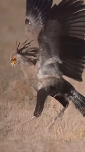 3.4K views · 68 reactions | snake lovers, look away #secretarybird #secretarybirds #birdsoftiktok #birdwatching #animals #wildlife #animalsofinstagram #wildlifeonearth #animalvideo #animalvideos #naturelover #nature | Animalogic | Facebook