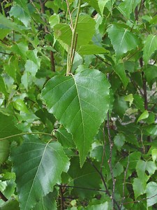 Betula populifolia - Alchetron, The Free Social Encyclopedia