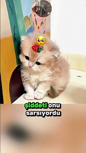 Sweet CAT Who Constantly Farts! 🐈 💨 💖