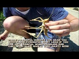 GIANT CARNIVOROUS GRASSHOPPER