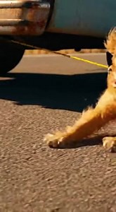 178K views · 4.7K reactions | HE LAUGHED AS HE FORCED THE LIMPING DOG...