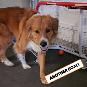 How is a dog better than people at sports🤯 | Go Fetch