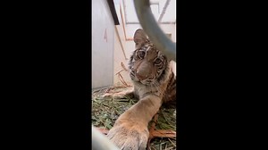 A female baby tiger is seen making "purring" noises at the Oakland Zoo. 😍 Credit: Oakland Zoo / AMAZING ANIMALS /TMX | Action News 5