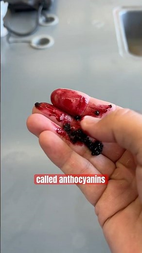 Making a Solar Cell with Raspberries