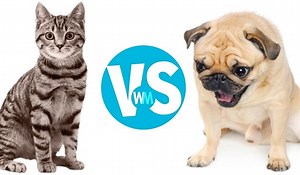 Kočky, nebo psi? Tato galerie vám prozradí, který domácí mazlíček je lepší - Expres.cz