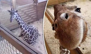 April the giraffe showing signs she's ready to give birth
