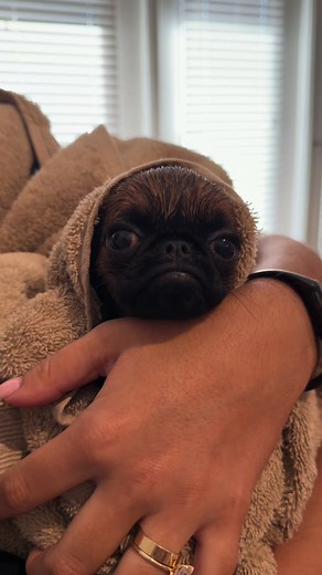 Henry's First Bath: Adorable Brussels Griffon Puppy