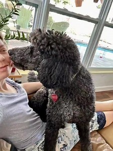 ❤️🐩🐾 Valentine Kisses for Mom! | Florida Poodle Rescue