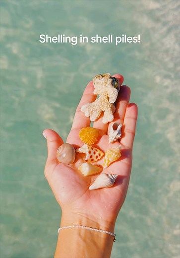 Searching for Junonia Shells in Sarasota, Florida