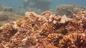 Broadclub cuttlefish - Solomon Islands | Ocean Imaging by Stefan Andrews