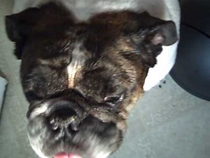 bestiality: dog giving me a blow job