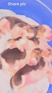 #everyonefollowers #petloverschallenge #dogloversfeed #puppylove #puppylife | Gopa Sarkar