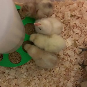 4.6K views · 236 reactions | It’s hatch day!  We have Marans, Olive...