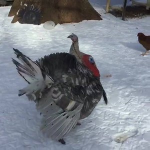 THOMAS the Blue Slate breed turkey was showing off for TURKEY LURKEY who is a Naragansett breed female at Winterpast Farm petting zoo in Wake Forest NC. Farmer Mary will post some open dates and hours soon as the snow starts to melt and the parking lot is not icy. #turkey #turkeylurkey #thomas #winterpastfarm #pettingzoo #naragansett #birdlove | Winterpast Farm | Facebook