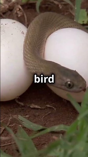 How Do Snakes Poop? 🐍💩