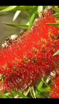 Callistemon. Pruning in the spring. The restoration of the magnificent crowns. Part 2.