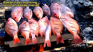 Ratusan ikan kakap merah!! Hasil mancing kakap merah langsung di bakar di pulau tak berpenghuni. #mancing #mancingikan #mancingikankakapmerah #mancinglangsungdibakar #ratusankakapmerah #pulautakberpenghuni #spotkakapmerah #surganyapemancingkakap #mancingkakap #mancingkakapmerah #fyp #fypmancing #fypkakap #fypfahmi #fypfahmifishing #fypviral #videoviral #vidwomancibg | Fahmi Fishing