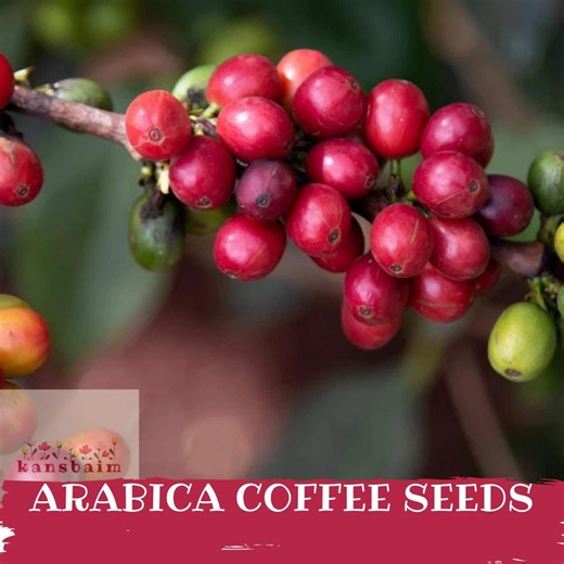 Arabica Coffee Tree Seeds, Exotic Fruit Plant, Grow Your Own Brew - Etsy