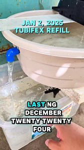 TUBI SETUP V1 #jugols #tubifex #balloonmolly | Jugol's Fish Hub