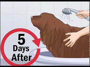 How to Help Your Dog After Giving Birth