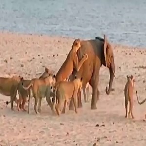 A pride of lions attacked the elephant | Salman Khalifa