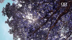 1.5K views · 65 reactions | Urmăreşte o viață trăită în dragoste, şi vezi cum credința ta se întăreşte şi creşte. Când dragostea lui Dumnezeu este pe primul loc, restul vine de la sine.  Pentru mai multe resurse creștine încurajatoare accesează: www.alfaomega.tv | Alfa Omega Tv | Facebook