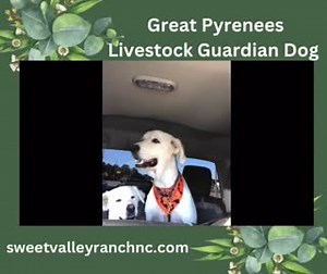 Sweet Valley Ranch breeds Great Pyrenees dogs. We purchased our first adult dogs in 2016. Great Pyrenees dogs are majestic, loyal, intelligent animals that make fantastic companions and protectors. These gentle giants were originally bred to guard livestock, and they still retain their strong protective instincts today. At Sweet Valley Ranch, they protect chickens, goats, rabbits, etc., from predators (i.e., coyotes, foxes, and hawks). With their beautiful white coats and calm demeanor, Great Py