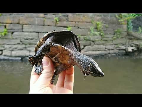 Common Musk Turtle (Sternotherus odoratus) - Common Aquatic Turtle | Revival By Nature