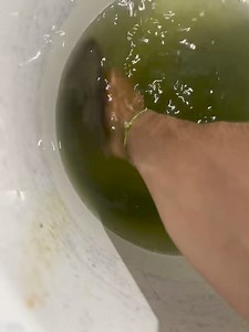 31 more Rio Grande Perch awesome for a pond or bait | Jared Fishing & Hunting Texas , Alaska & Mexico Adventures