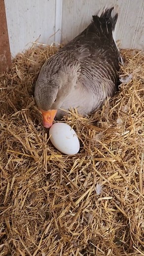 3.1K views · 447 reactions | Broody goose. Too bad the eggs haven't been fertilized and will never hatch.... #mother #mothergoose #geese #geeseofinstagram | Lisa Steele - Fresh Eggs Daily | Facebook