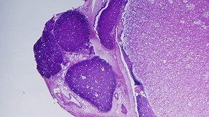 Spinal Cord Transverse Section Under Microscope: Video có sẵn (100% miễn phí bản quyền) 3666079971 | Shutterstock