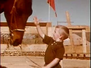 Safety with Animals