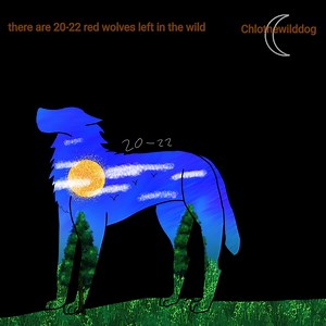 Red Wolf Endangered Posters - Etsy Australia